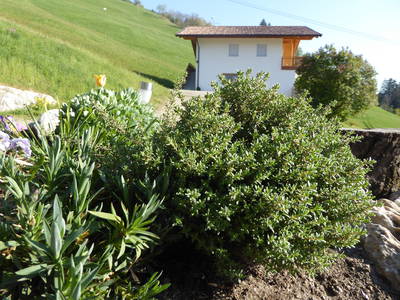 Bild 16 aus  Ederhof