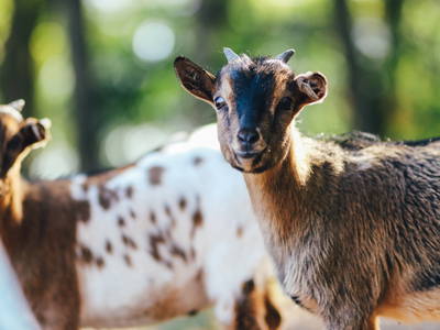 Bild 4 aus  Familienhof Brüning