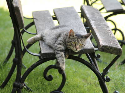 Entspannung - mit der Katze im Norgarten