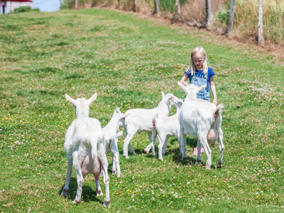 Bild 18 aus  Ferienhof Johannsen