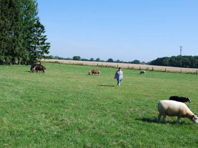 Bild 40 aus  Ahoi Ostsee:  Bauernhof und OstseeUrlaub - Ferienhof Becker in Dahme