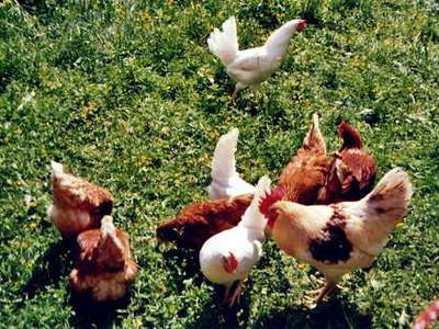 Bild 8 aus  Lettnerhof