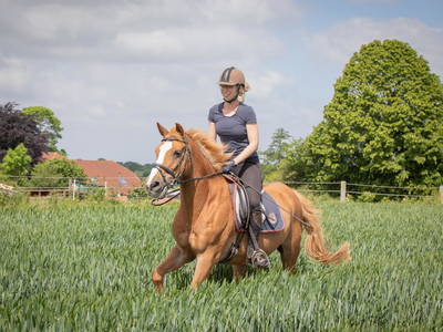 Bild 57 aus  LINDENHOF- BAUERNHOFURLAUB / OSTSEENÄHE