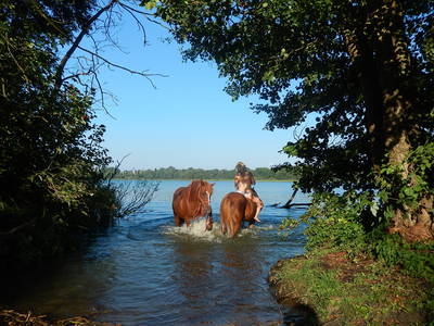 Pferde sind auch im See willkommen