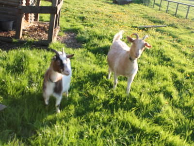 Berta und Jacobine freuen sich über Obst- und Gemüsereste