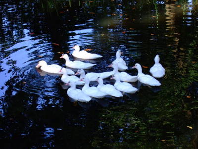 Enten auf dem Parkteich
