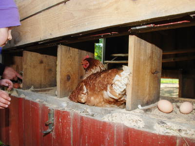 Hast du mir ein Ei gelegt?