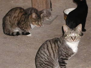 Bild 7 aus  Erholung auf dem Bauernhof