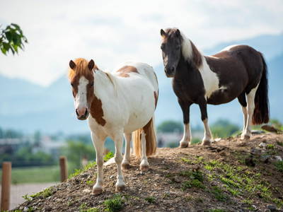 Bild 14 aus  Narzenhof Chalets, Familien & luxus Apartments am Bauernhof, Kitzbühler Alpen