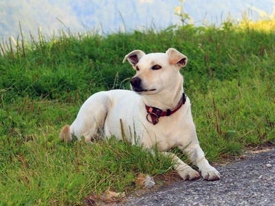 Bild 28 aus  Pirchnerhof