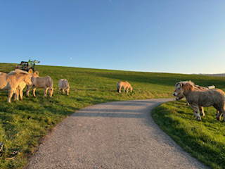 Bild 12 aus  Ferienhof Käsrah