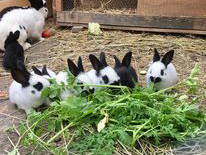 Bild 11 aus  Bachmannhof