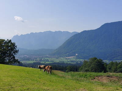 Bild 31 aus  Fuchsbauernhof