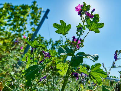 Bild 17 aus  Ferienweingut Willems, Maria Willems