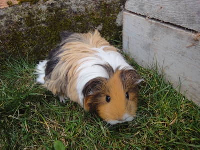 Bild 36 aus  Steigerwaldhof Krafft