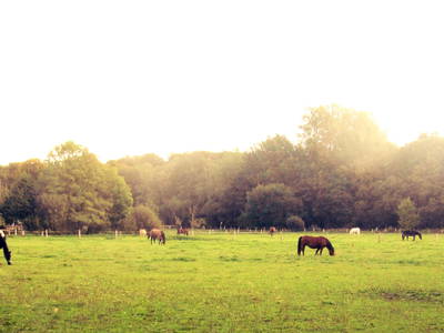 Bild 18 aus  SchleinersHof