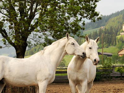 Bild 21 aus  Moserhof