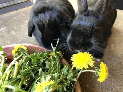 Bild 24 aus  Ferienhof Wübbold