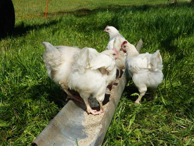 Bild 11 aus  Biohof Casa Rural