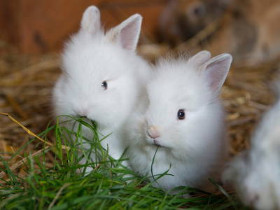 Bild 30 aus  Bauer Korl's Golchener Hof