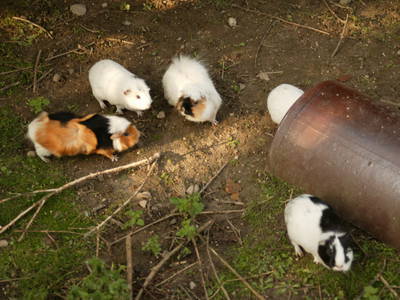 Bild 12 aus  Hannehof