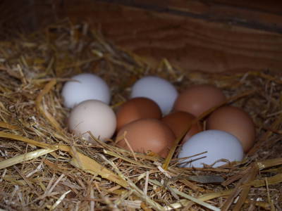 Bild 25 aus  Marschalkhof    Urlaub auf dem Bauernhof