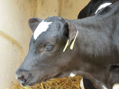 Bild 35 aus  Ferienhof Rickerts