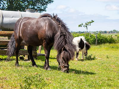 Bild 9 aus  Ferienbauernhof Mau