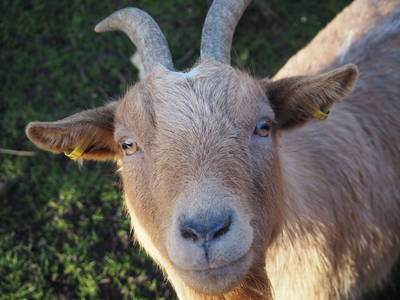 Bild 33 aus  Hinrich's Ostsee Bauernhof
