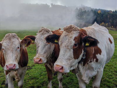 Bild 15 aus  Wastlhof  Urlaub auf dem Bauernhof