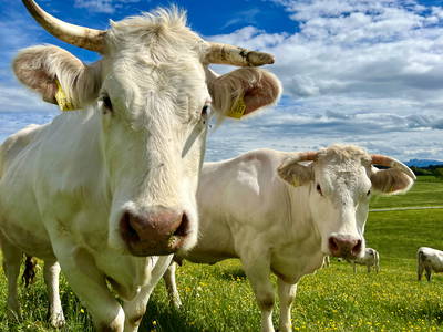 Bild 11 aus  Auf'm Hof