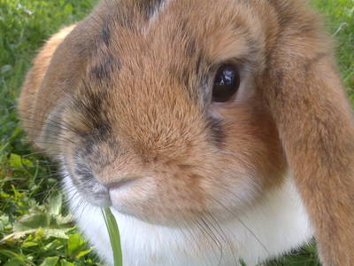 Bild 4 aus  Rotenhof - ein Hof mit Weitblick