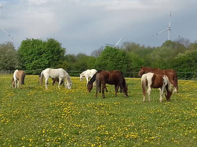 Bild 19 aus  Lautersheimer Gutshof