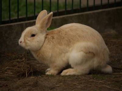 Bild 11 aus  Bauernhof Wehrhoff