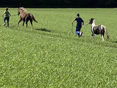 Bild 22 aus  Ferienhof Messer  Bauernhofurlaub  Ostseenähe  Ponys