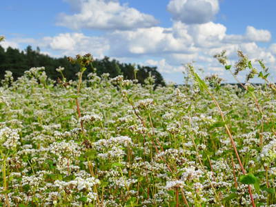 Bild 6 aus  Hof-Heidesand