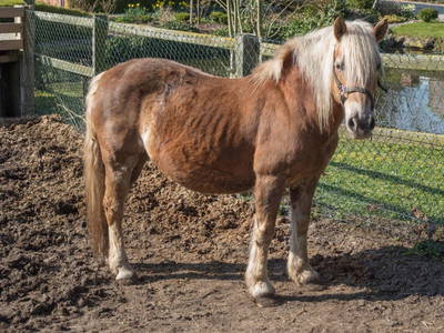 Bild 9 aus  Ferienhof Nielson