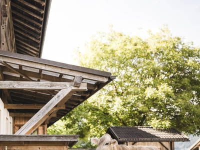 Bild 5 aus  Hannes Lechner Oberhuberhof   CIN: IT02075B5V2DK4HZF