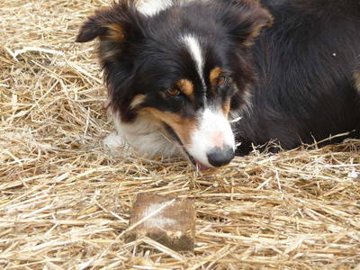 Bild 11 aus  Houdam Farm