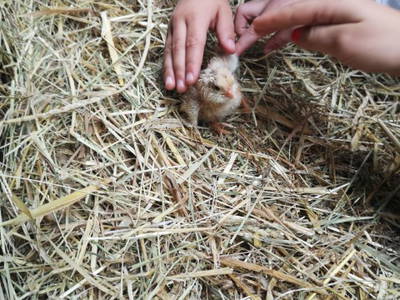 Bild 27 aus  "Höhenhof - Erlebnisbauernhof"