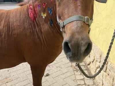 Bild 48 aus  Landkulturhof Glücksbringer