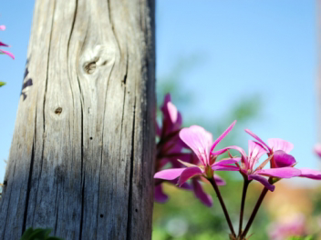 Bild 36 aus  Winzerhof Bregler