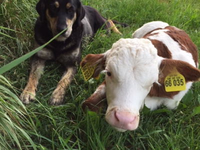 Bild 7 aus  Kainzenhof