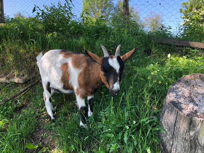 Bild 29 aus  Weidererhof