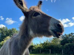 Bild 29 aus  Ferienwohnung Schöner Winkel