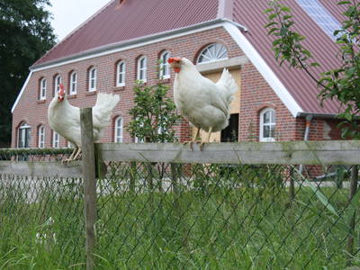 Bild 2 aus  Ferienhof  Westerhörn    "TOP FERIENHOF 2025"