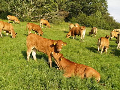 Geschwisterliebe in unserer Mutterkuhherde