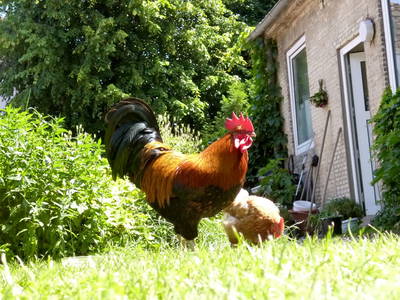 Bild 12 aus  Ferienbauernhof Mau