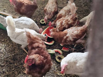 Bild 53 aus  Langenhof im Schwarzwald bei Oppenau