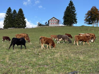 Bild 27 aus  Sunmattehof